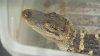¿Caimán inquilino? Encuentran reptil exótico durante desalojo de una casa en Philly