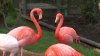 Flamingos de varias especies tienen nueva casa en el Zoológico de Filadelfia