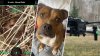 Un dron ayuda a reunir una familia con su perrita perdida en NJ
