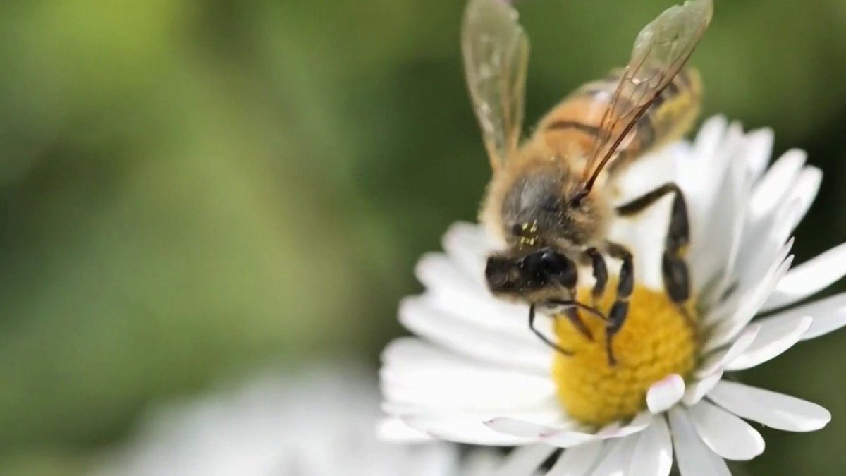 Inactively Long and Severe Allergy Season: Janet Bolívar Reports from Philadelphia