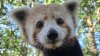 Wally ya está en Cape May: conoce al nuevo panda rojo del zoológico