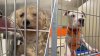 ‘Petflation’ agrava la crisis en ACCT Philly con 600 animales en una semana