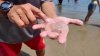 ¿Vas a la playa en Delaware? Recomiendan llevar crema de afeitar por las medusas