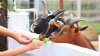 Niño alimentó cabras en un zoológico interactivo; ahora debe vacunarse contra la rabia