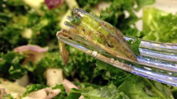 Video: Ensalada se pasa de verde